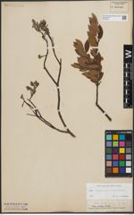Foto von Salix lapponum L. x Salix myrtilloides L.